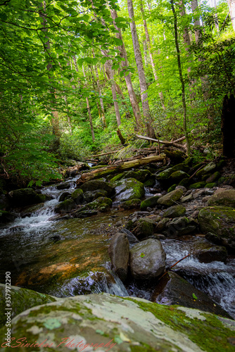 river in the forest