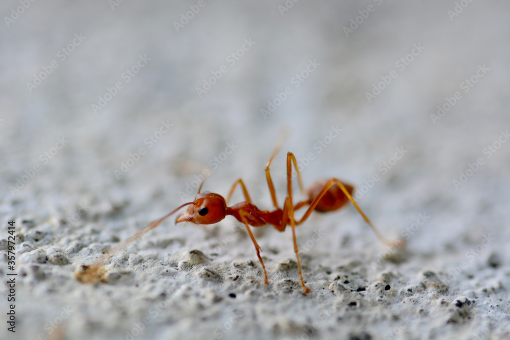 close up and macro ant 