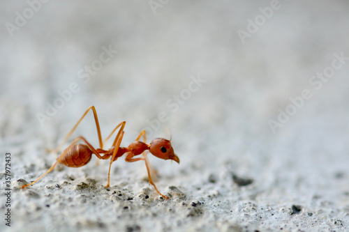 close up and macro ant  © pangcom