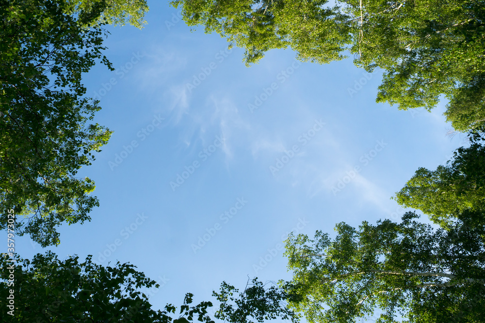 Looking up through the treetops. Natural frame of green foliage against a blue sky. Copy space. Looking up through the treetops. Natural frame of green foliage against a blue sky. Copy space.