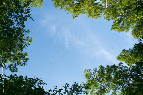 Looking up through the treetops. Natural frame of green foliage against a blue sky. Copy space.