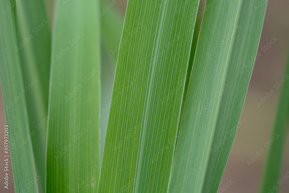 background and macro fresh green grass background and macro fresh green grass