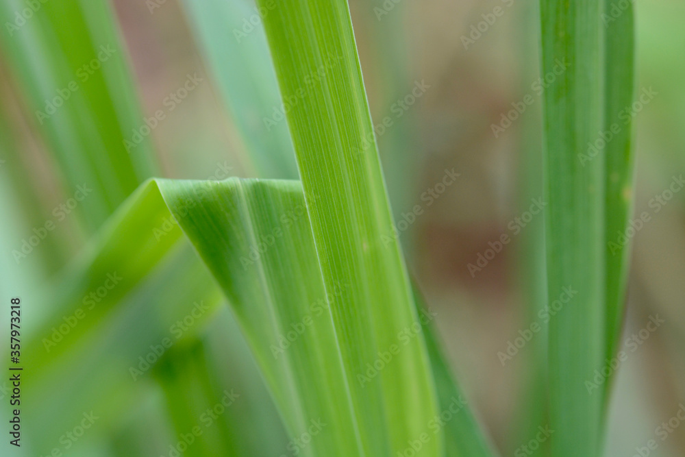 Obraz premium fresh green grass