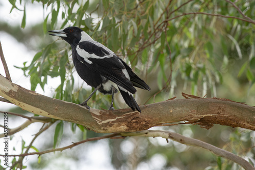 Australian magpie, Gymnorhina tibicen, in a gum tree, Victoria Australia  © robyn charnley