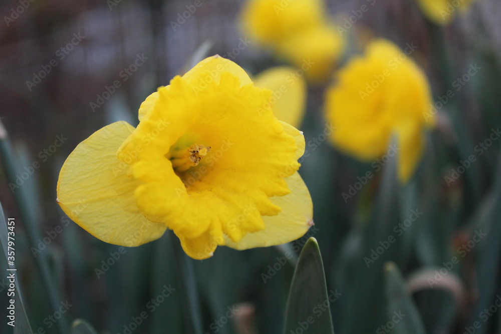 flower flower