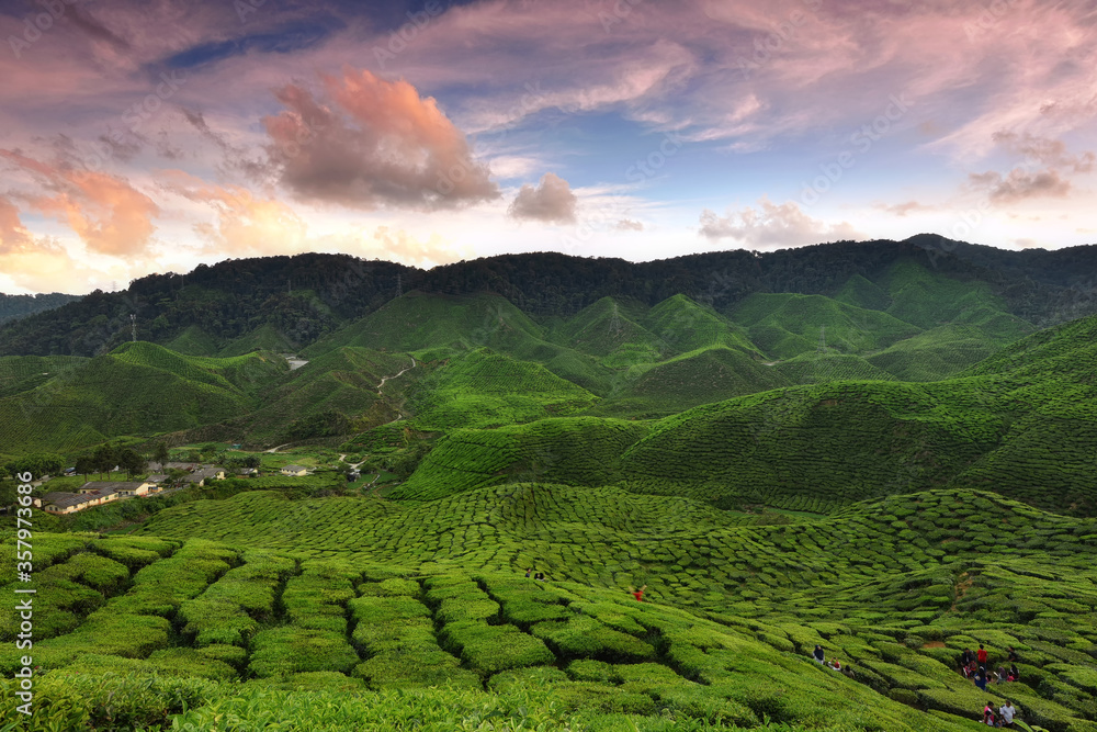 Beautiful sunset in Cameron highlands tea valley