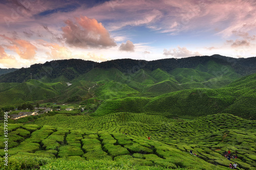 Beautiful sunset in Cameron highlands tea valley