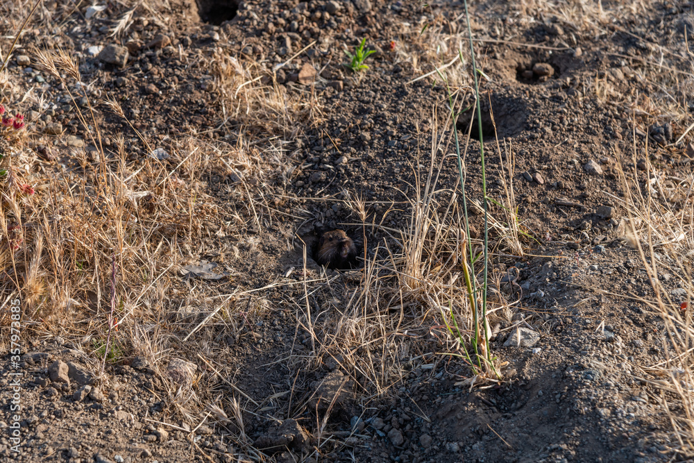 Gopher peeking out of its burrow at the Pacific coast in Malibu, Southern California Gopher peeking out of its burrow at the Pacific coast in Malibu, Southern California