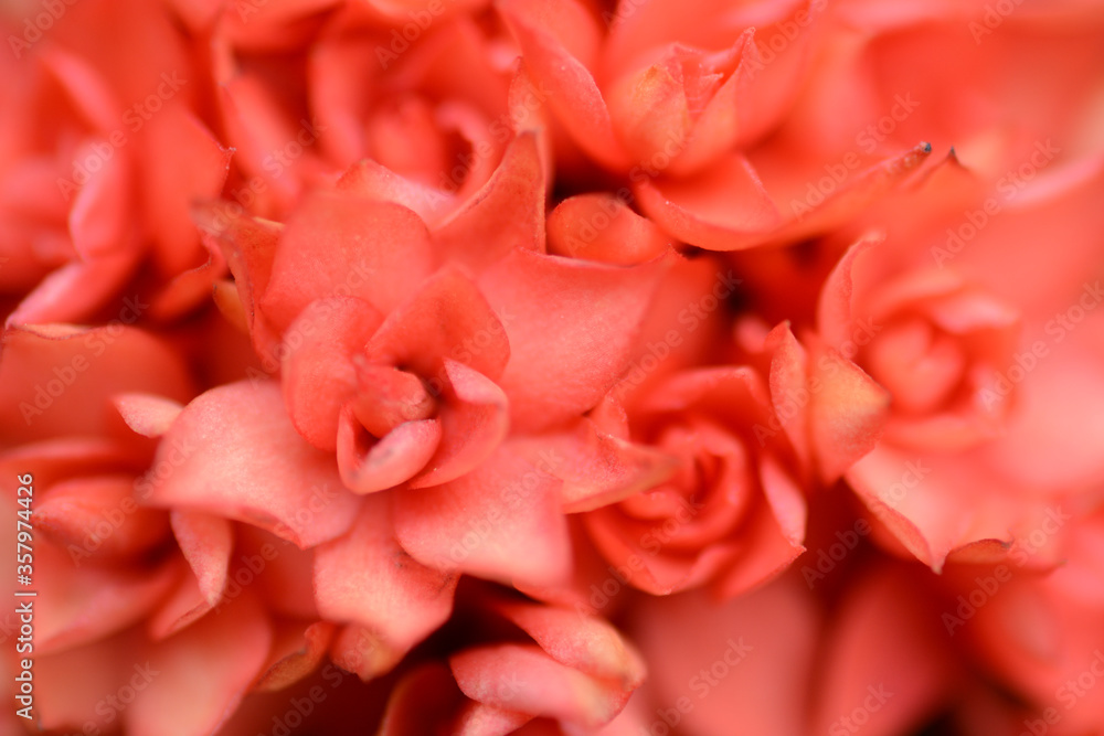 close up of pink roses background texture close up of pink roses background texture