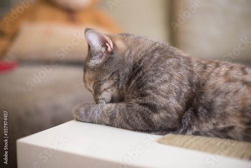young cat lying on a table hides its head in its paw
