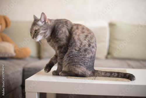 Young tabby cat cleans itself while sitting on a table against the background of the sofa