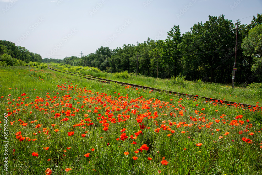 Summer landscape with a railway and red poppies