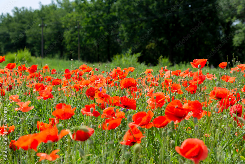 Summer landscape with blooming red poppies