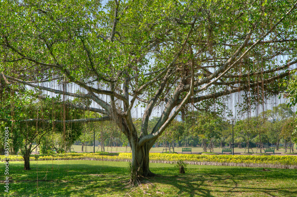 A Huge Tree with Sprawling Branches and Hanging Roots (in high dynamic range) A Huge Tree with Sprawling Branches and Hanging Roots (in high dynamic range)