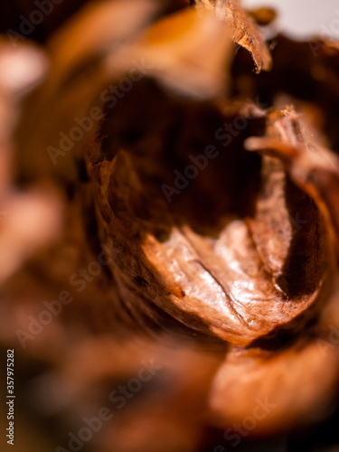 Close up of chestnut skin