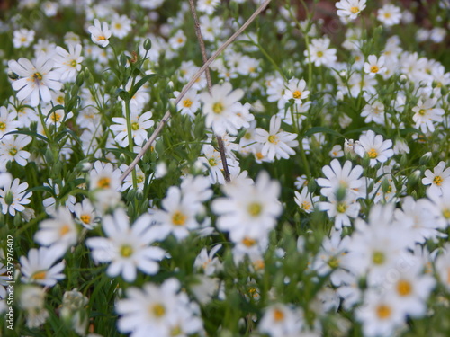 field of daisies