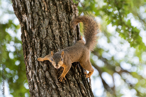 Eastern Fox Squirrel clinging to Oak tree