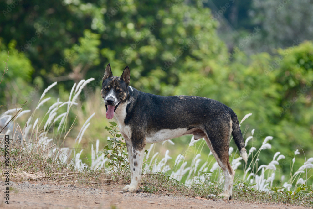 dog in the grass