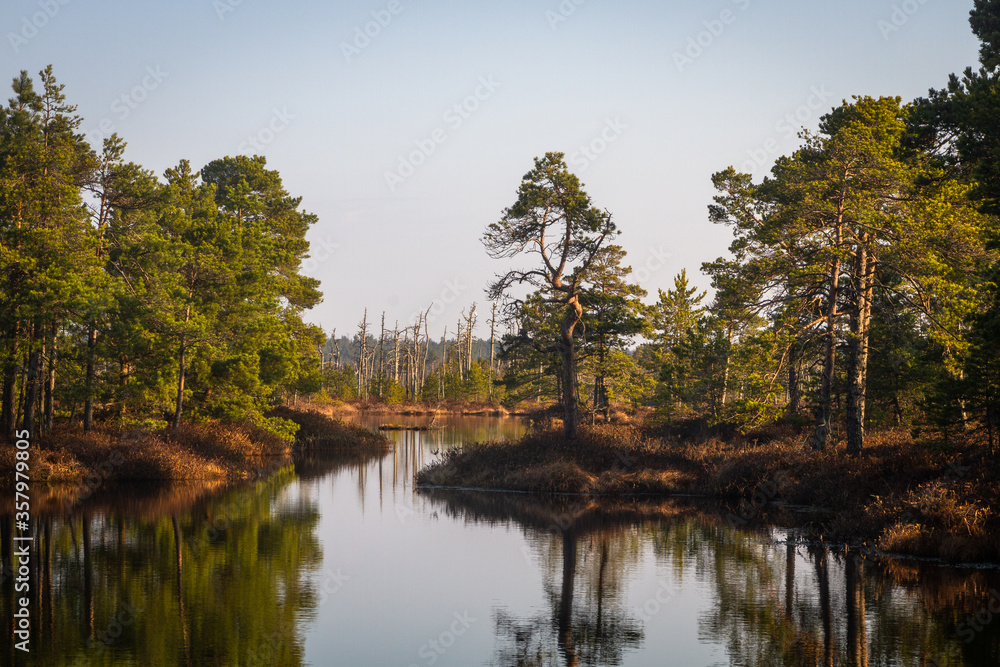 Obraz premium Swamp on a beautiful sunny day in great colors