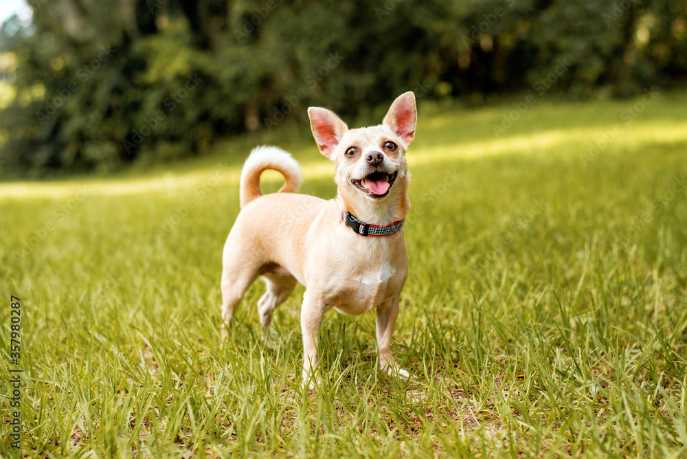 Tan Chihuahua dog is very happy at a local park on green grass