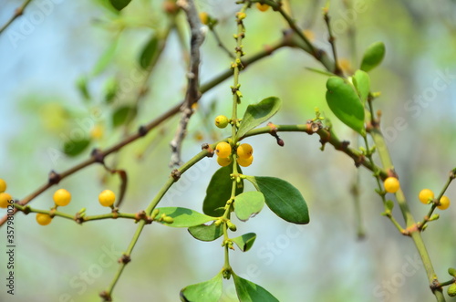 Wallpaper Mural Loranthus europaeus berries in wild Torontodigital.ca