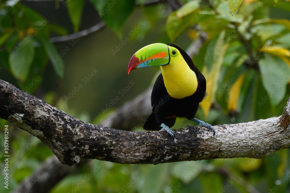 Naklejka premium Ramphastos sulphuratus, tukan kilokształtny Ptak siedzi na gałęzi w pięknym naturalnym środowisku Kostaryki
