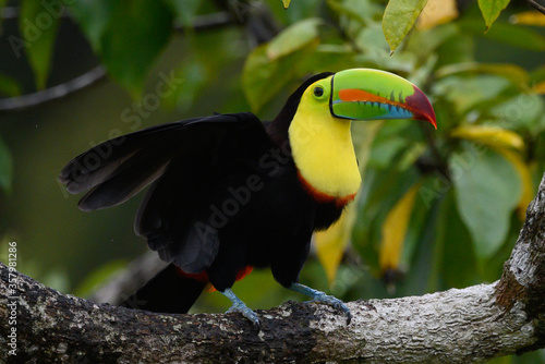 Ramphastos sulfuratus  Keel-billed toucan The bird is perched on the branch in nice wildlife natural environment of Costa Rica