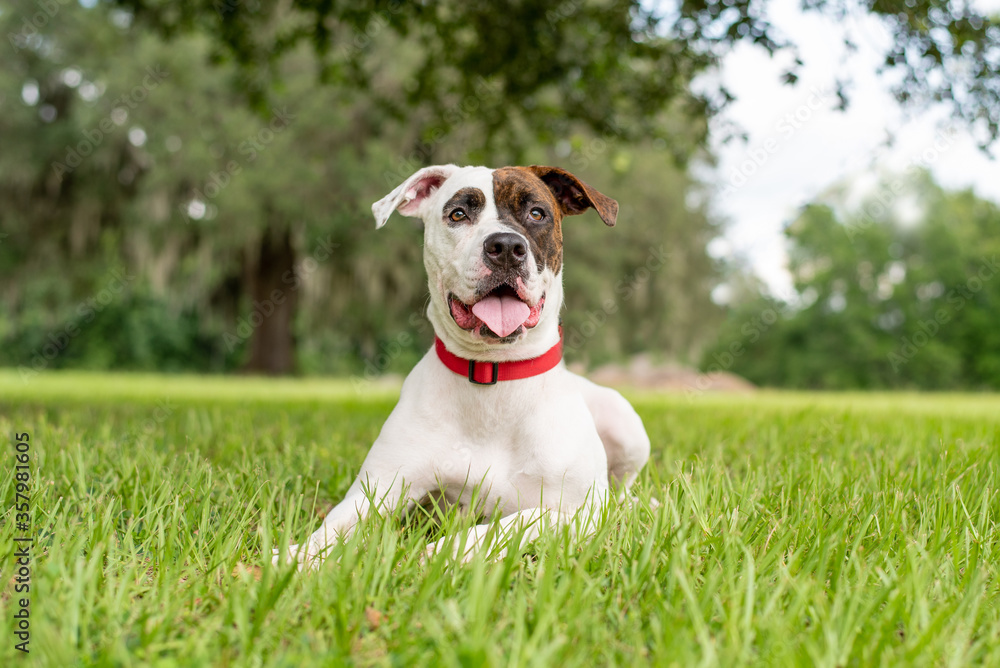 Mixed rescue dog enjoying sunny park and green grass