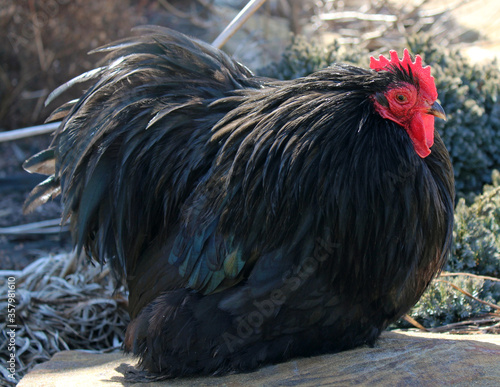 Black cochin bantam rooster