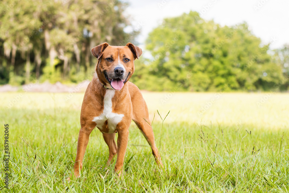 Pitbull mix dog enjoying a sunny day at the park