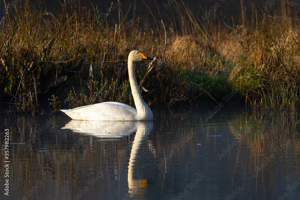 White northern swans in a forest lake White northern swans in a forest lake