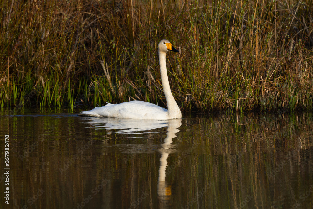 White northern swans in a forest lake White northern swans in a forest lake
