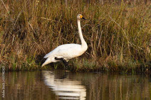 White northern swans in a forest lake