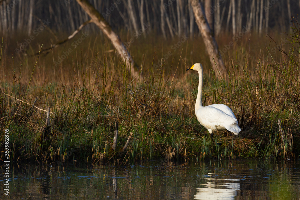 White northern swans in a forest lake