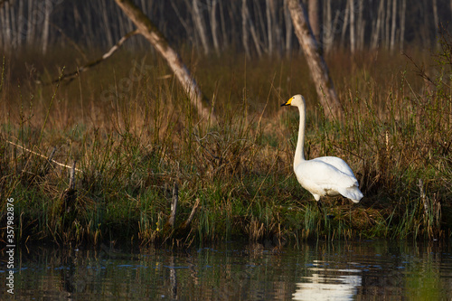 White northern swans in a forest lake