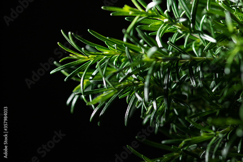 Fresh green rosemary  Rosmarinus officinalis  herb twig.  Isolated black background and a copy space for text 