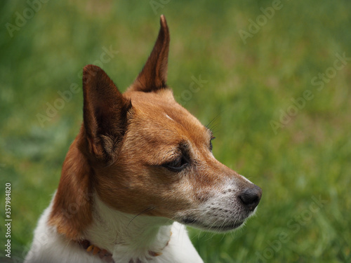 Fototapeta Naklejka Na Ścianę i Meble -  Portrait of a Jack Russell Terrier