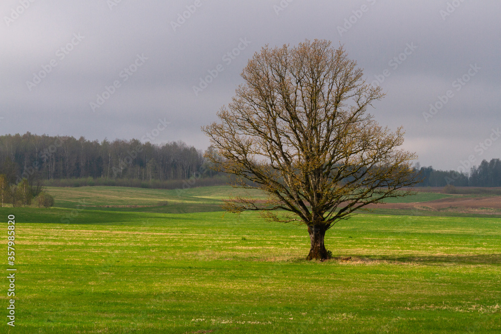 Fototapeta premium Cultivated land in early spring