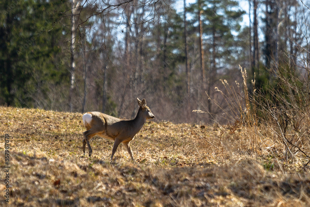  deer in a forest