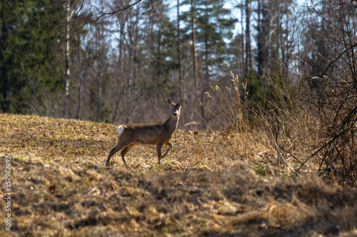  deer in a forest