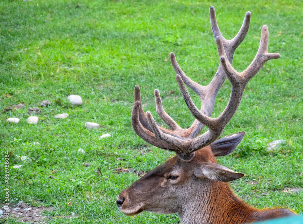 Portrait of adult red deer with big horns on on a green background. Portrait of adult red deer with big horns on on a green background.