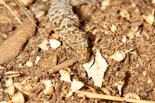 Mediterranean gecko on the ground