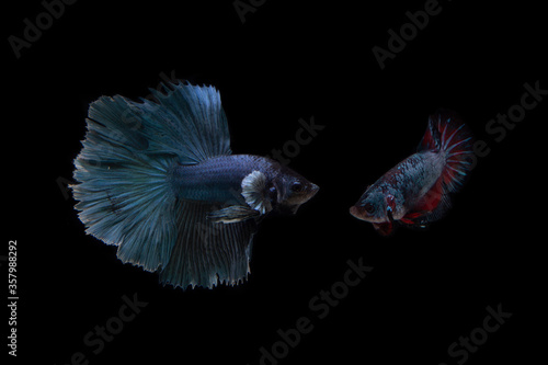  Male and Female Siamese fighting fish/ Beta Fish with Black Background