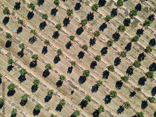 Aerial view of an Orchard