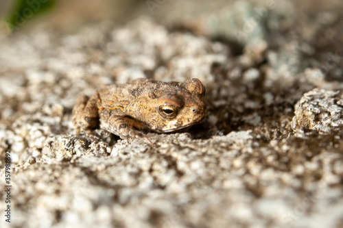 toad in the sand