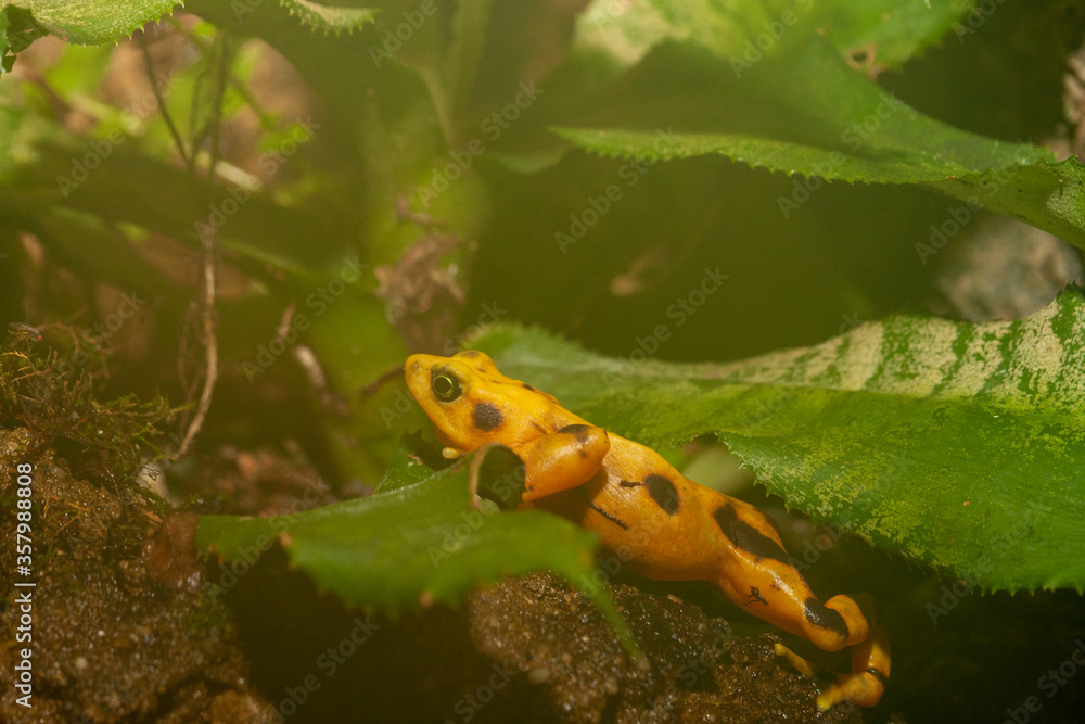 Fototapeta premium poison dart frog on the leaf
