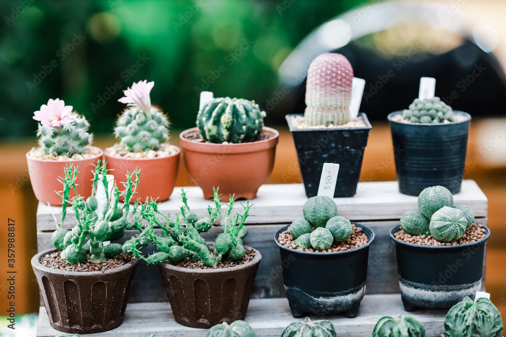 Cactus in the pots 