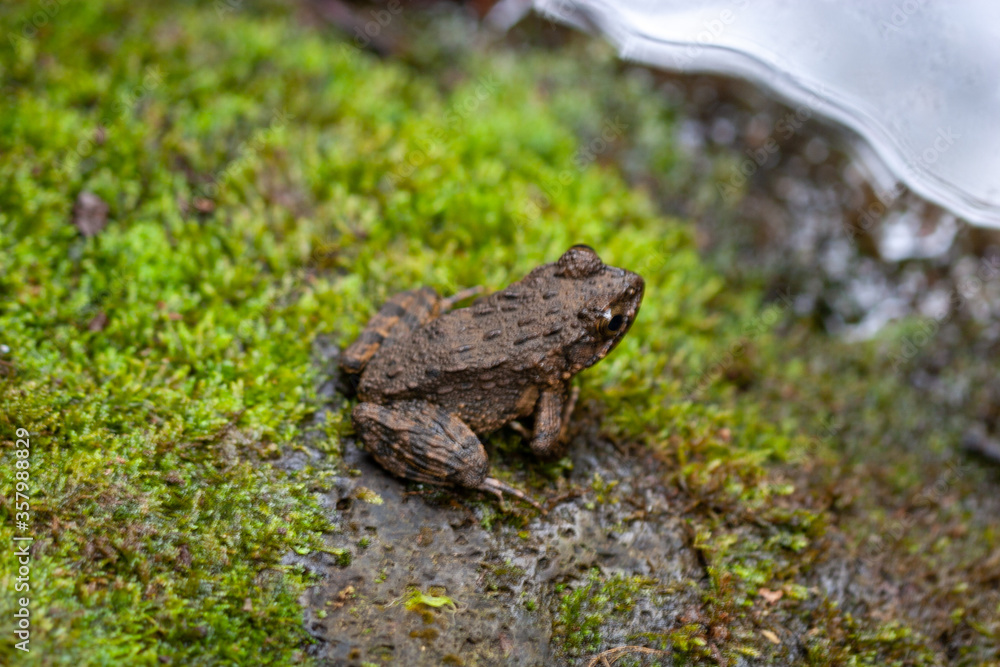 Naklejka premium frog on the moss