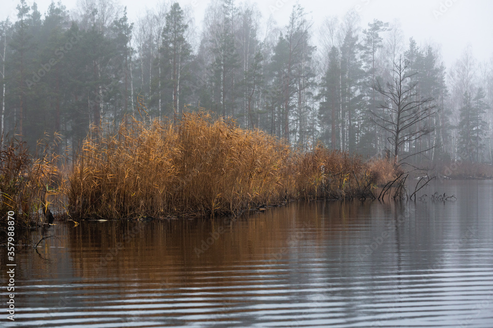 Fototapeta premium forest lake shore with fog at sunset