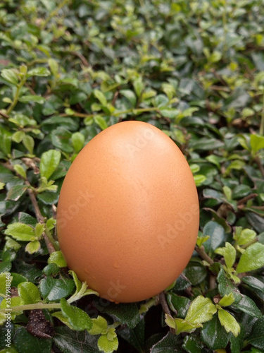 Single egg On the Tree Carmona retusa (Vahl) Masam. Natural Green Background